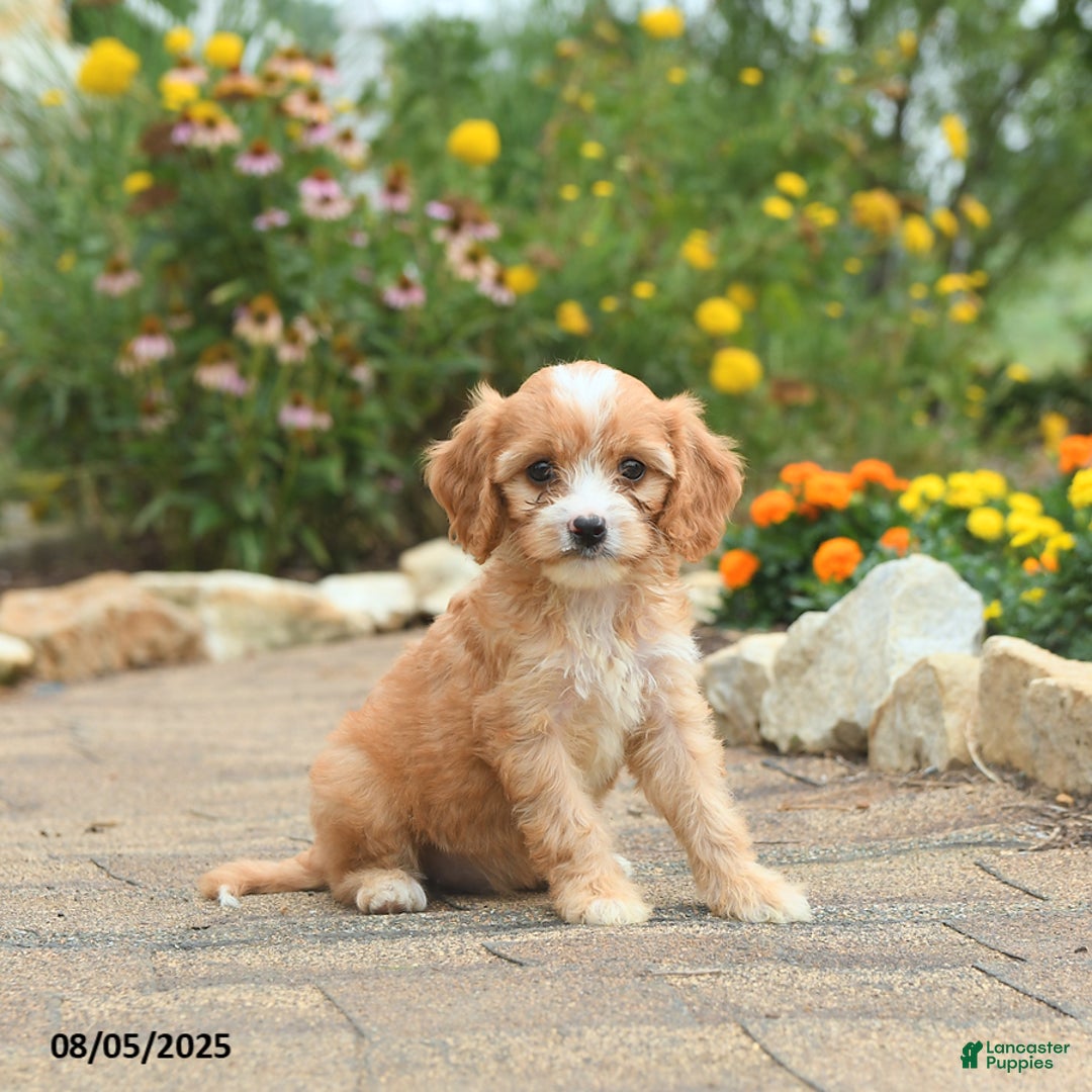 Cavapoo dogs for sale: Asia - Image 5