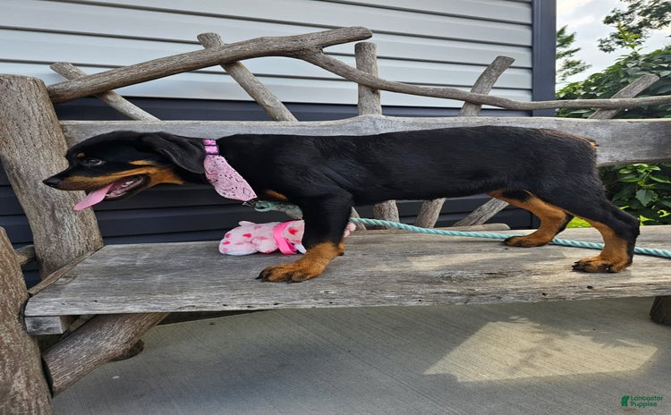 Rottweiler dogs for sale - Ad 2