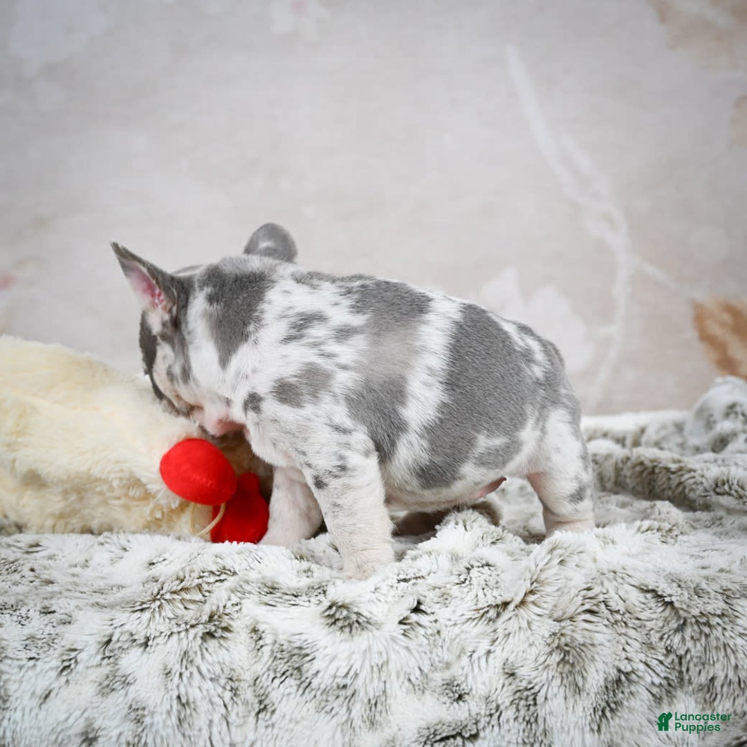 French Bulldog dogs for sale: French Bulldog 6 puppies - Image 25