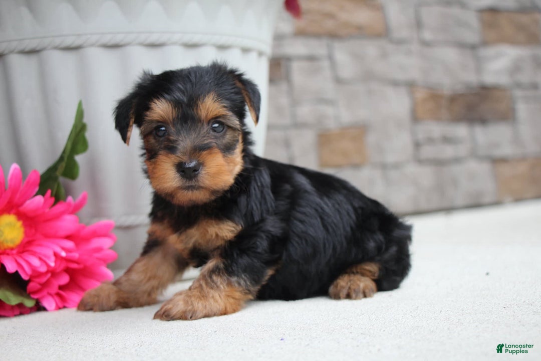 Yorkshire Terrier dogs for sale: Austin - Image 5