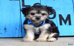 Morkie dogs for sale: Mason - Image 3