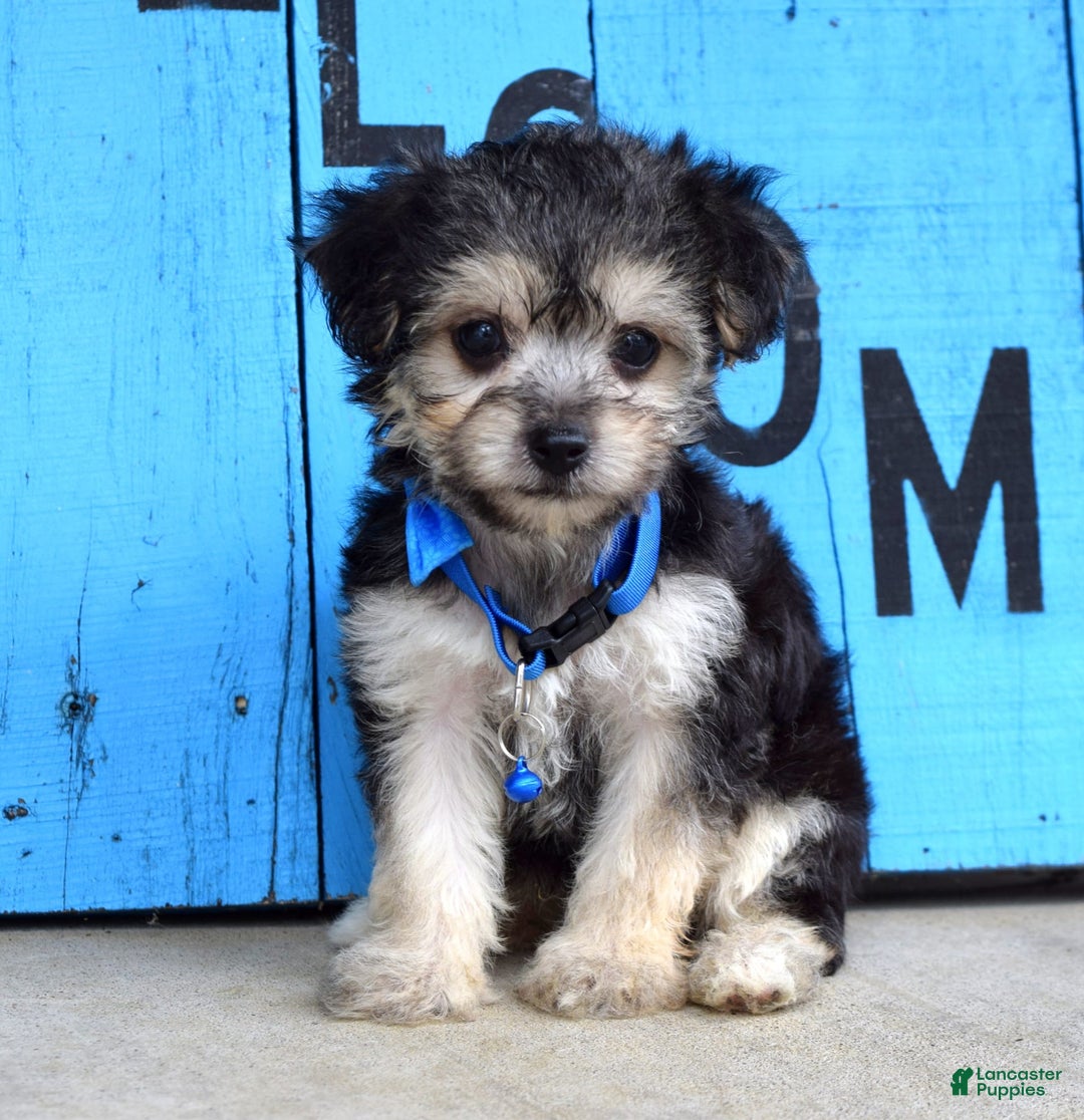 Morkie dogs for sale: Mason - Image 3