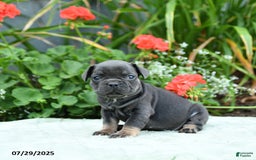 French Bulldog dogs for sale: Buttercup - Image 2