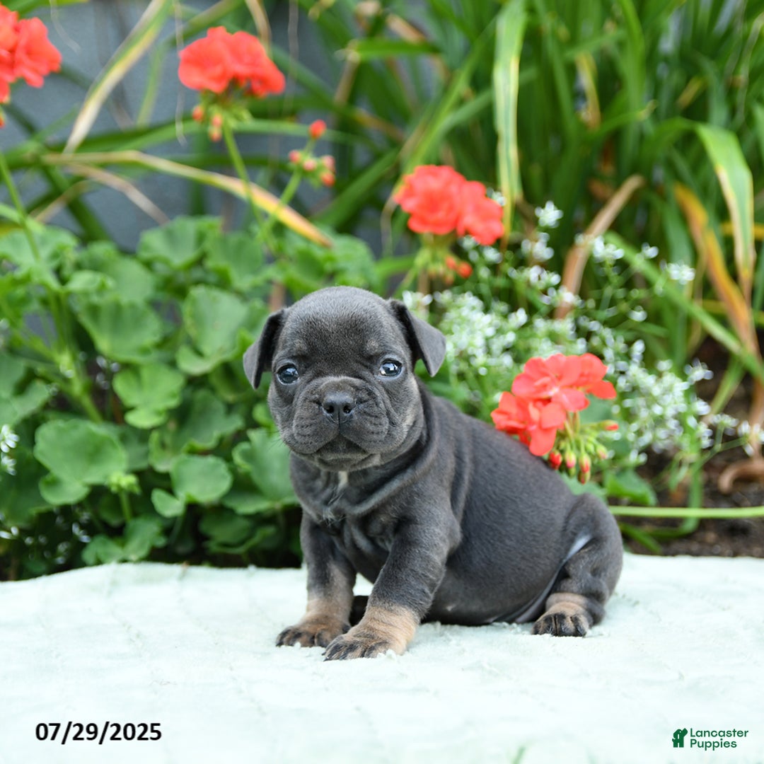 French Bulldog dogs for sale: Buttercup - Image 2