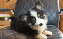 Welsh Corgi Pembroke dogs for sale: Harold Fluffy - Image 3