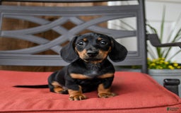 Miniature Dachshund dogs for sale: Bucky - Image 3