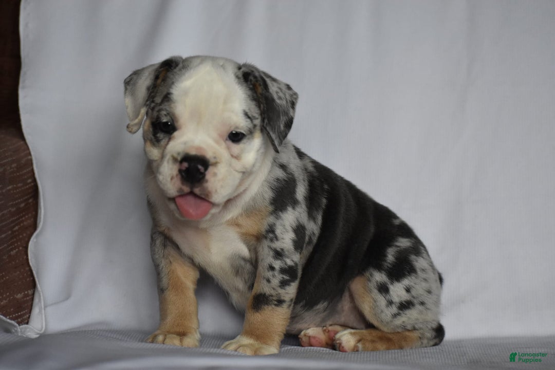 Beabull dogs for sale: Diamond - Image 4
