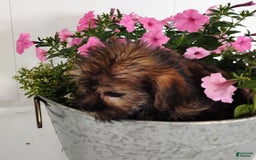 Shorkie dogs for sale: Flounder - Image 1