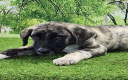 Anatolian Shepherd dogs for sale: Akc Dusty 2025 Male 3 - Image 7