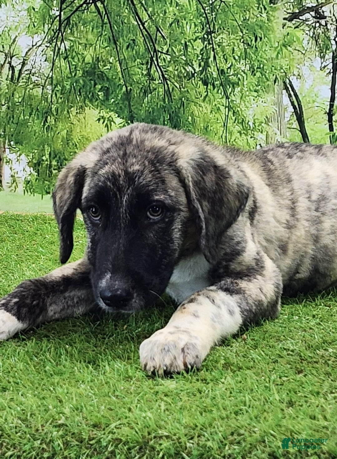 Anatolian Shepherd dogs for sale: Akc Dusty 2025 Male 3 - Image 7