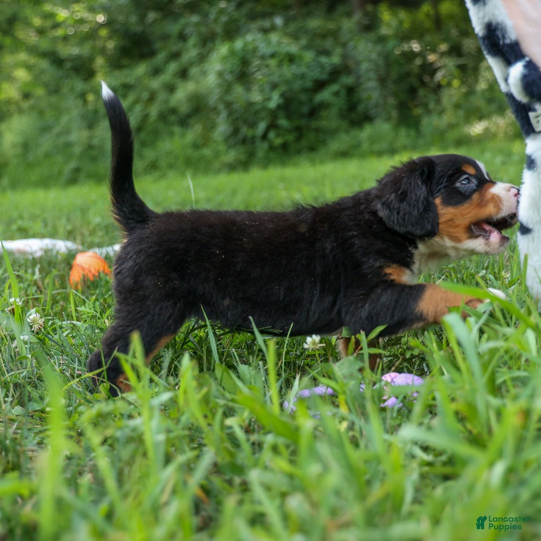 Bernese Mountain Dog dogs for sale: Sonny - Image 14
