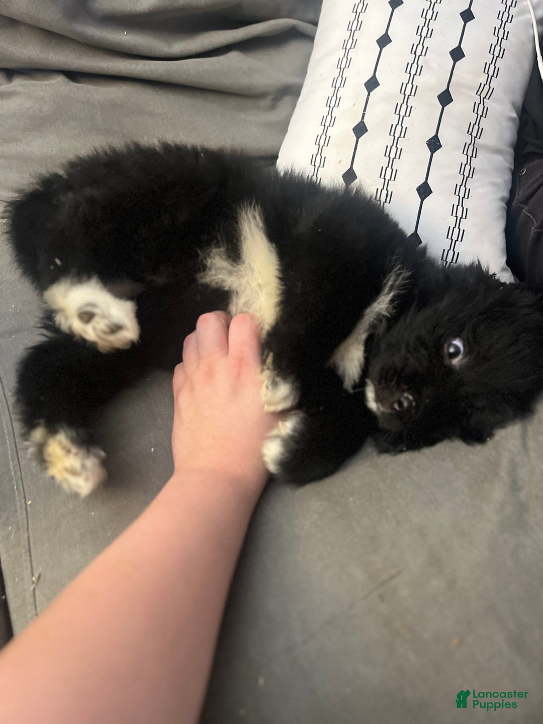 Newfoundland dogs for sale: Lando - Image 5