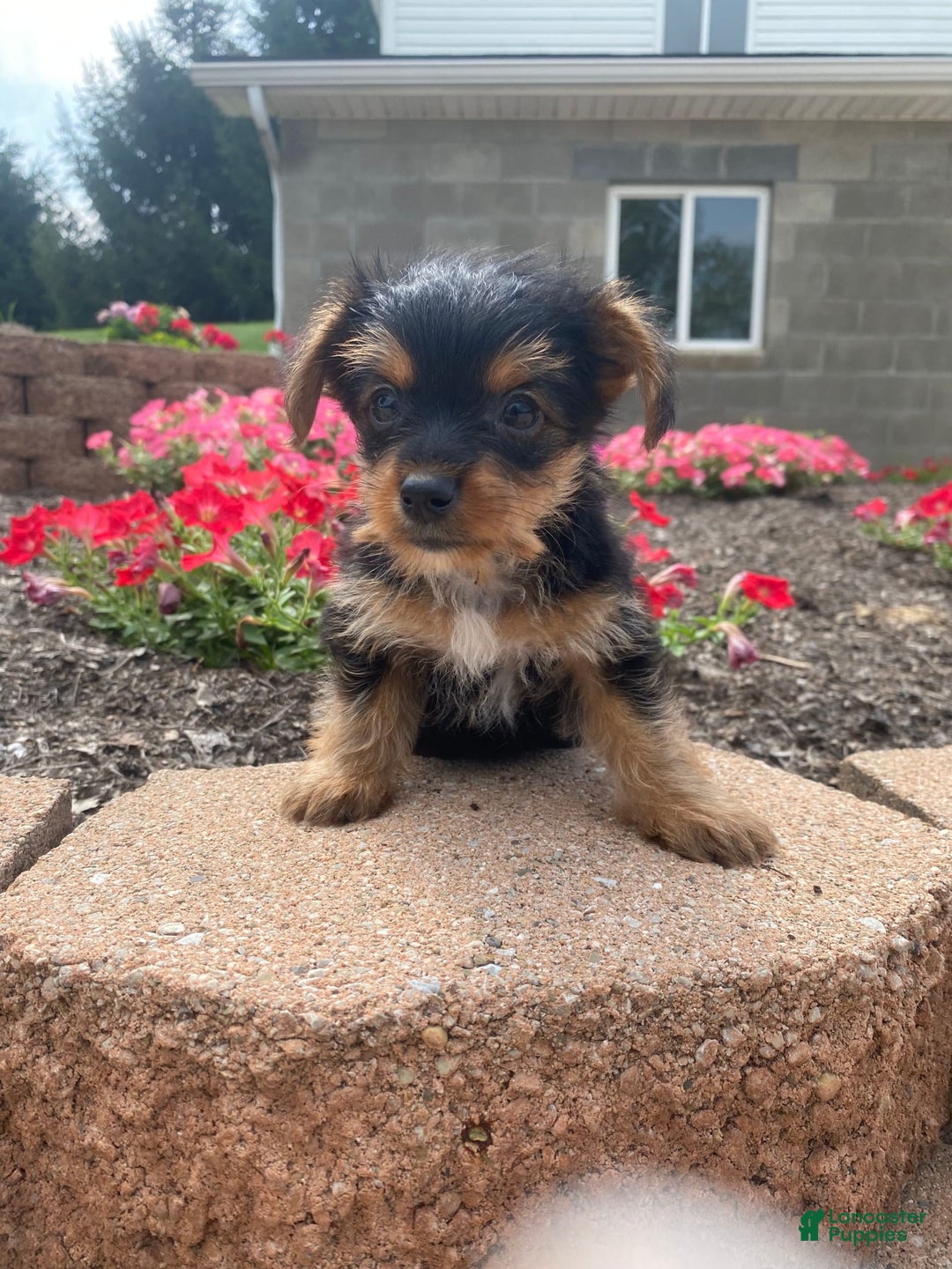 Yorkshire Terrier dogs for sale: Lux - Image 1
