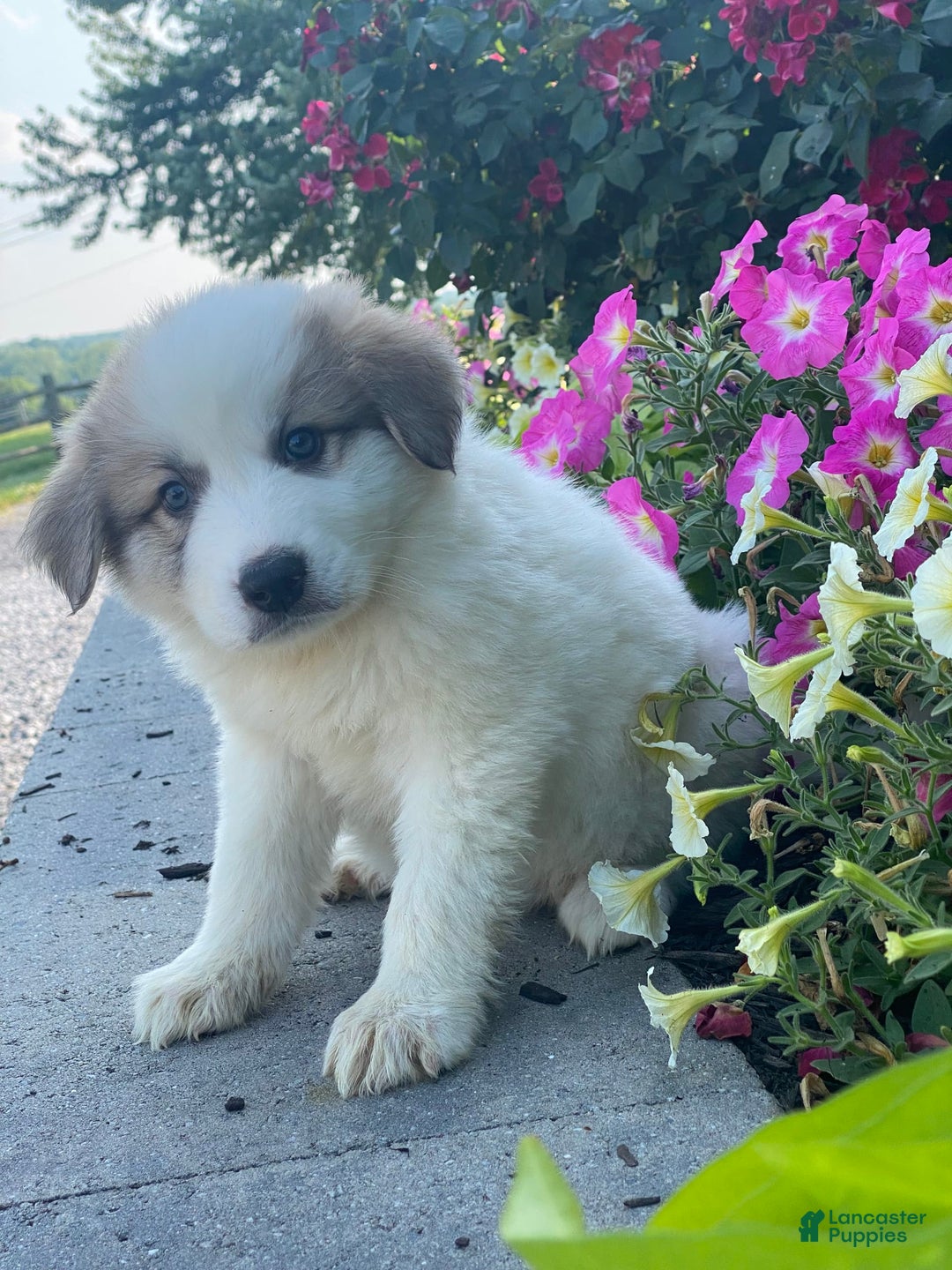 Great Pyrenees dogs for sale: Ginger - Image 1