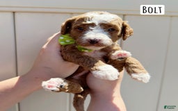 Mini Goldendoodle dogs for sale: Petite Bolt - Image 17