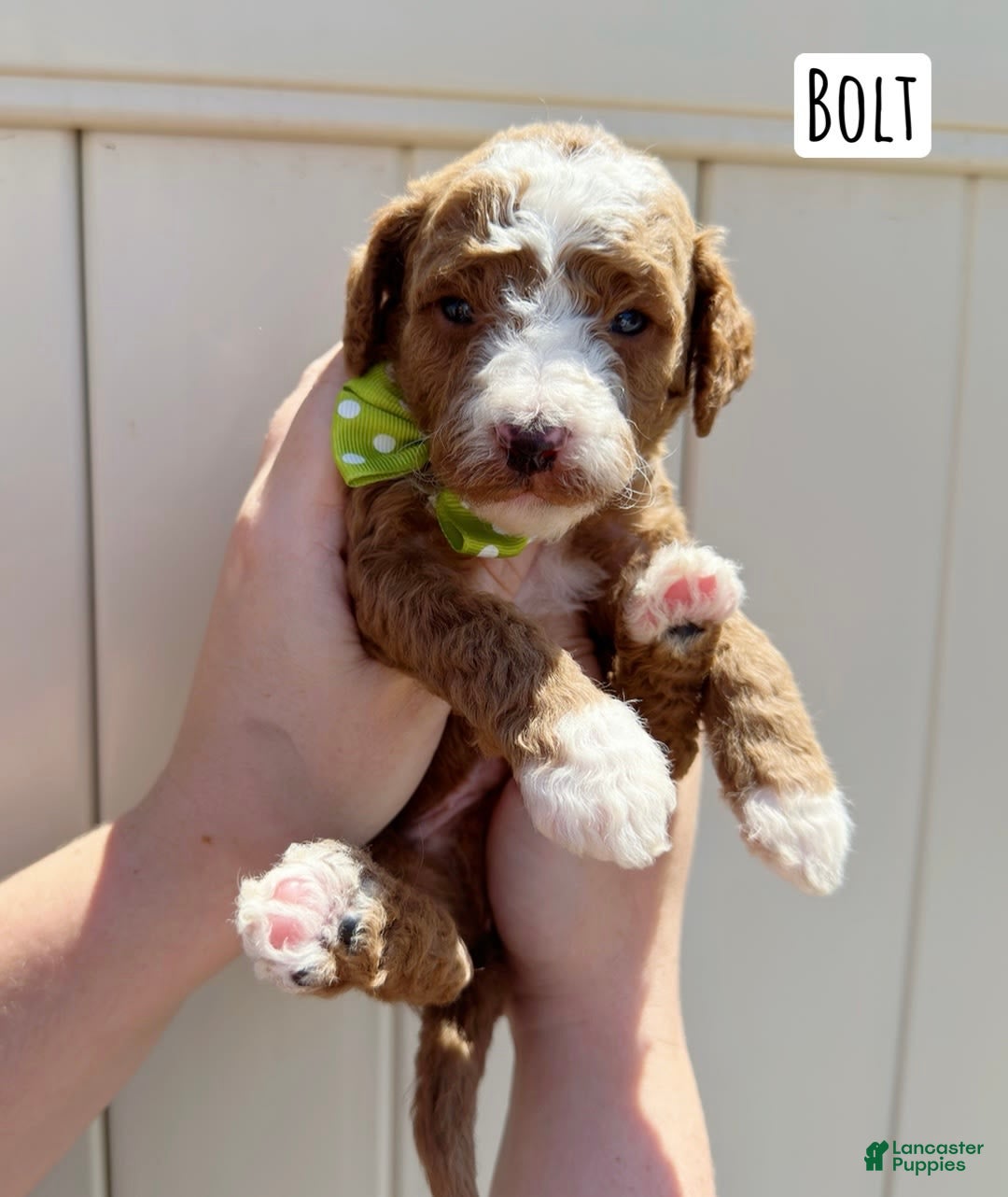 Mini Goldendoodle dogs for sale: Petite Bolt - Image 17
