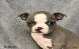 Boston Terrier dogs for sale: Lacey - Image 5