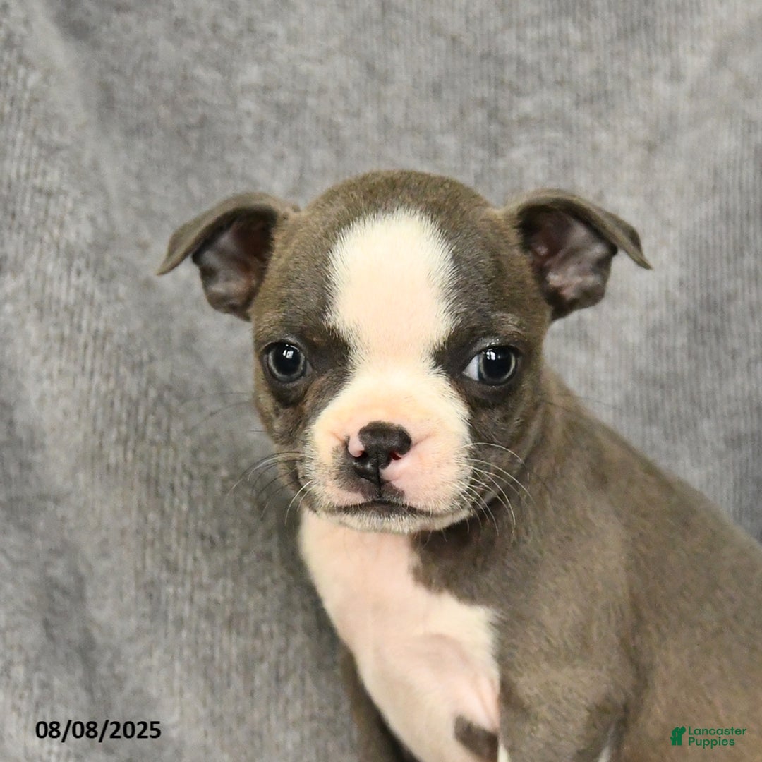 Boston Terrier dogs for sale: Lacey - Image 5