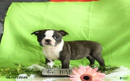Boston Terrier dogs for sale: Lucky - Image 4