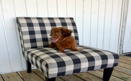 Miniature Dachshund dogs for sale: Skye - Image 13