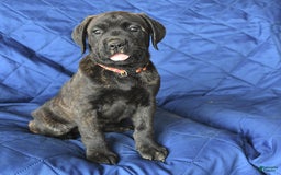 Cane Corso dogs for sale: Mia - Image 2
