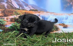 Pug dogs for sale: Josie - Image 1