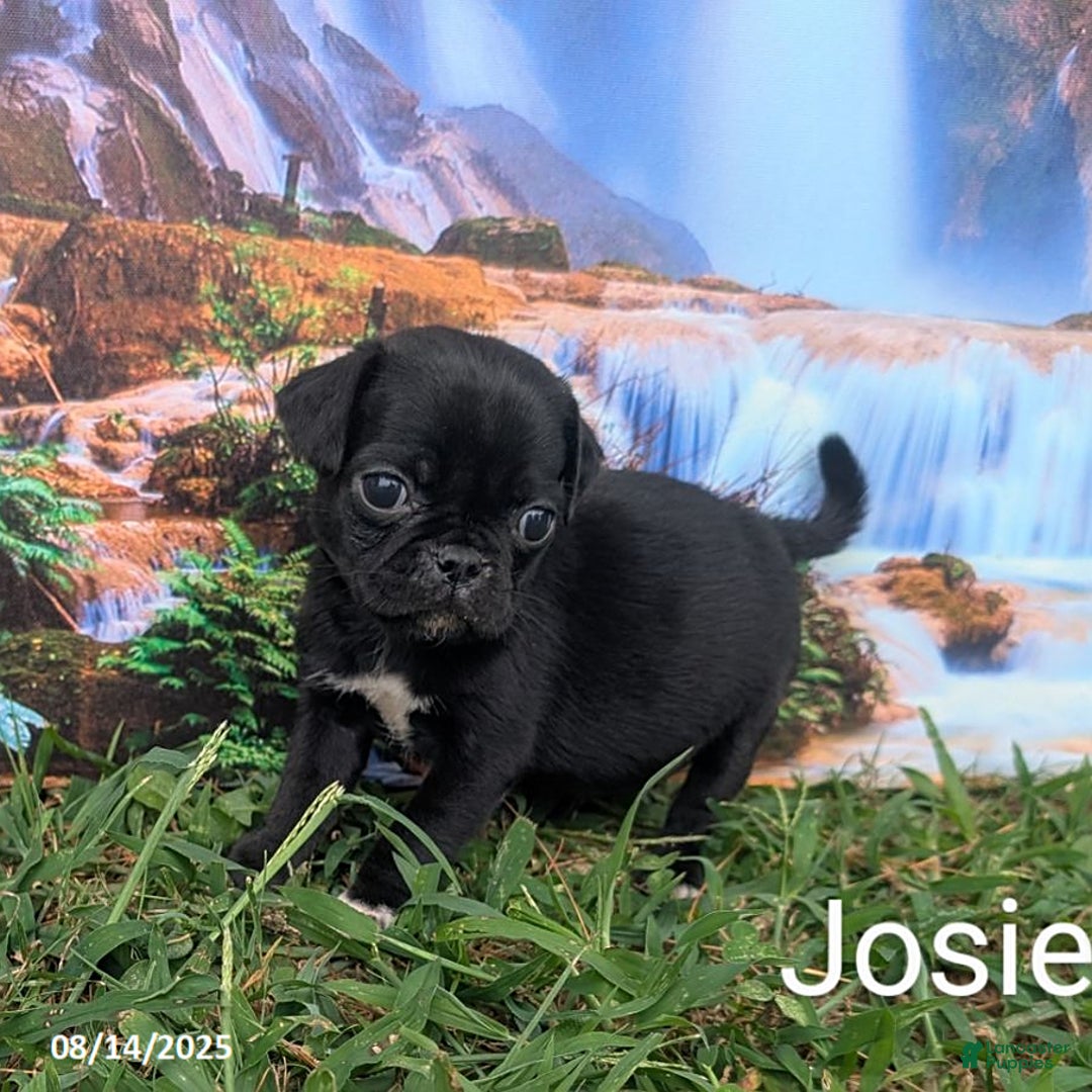 Pug dogs for sale: Josie - Image 1