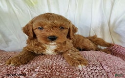Mini Goldendoodle dogs for sale: Ginger - Image 4