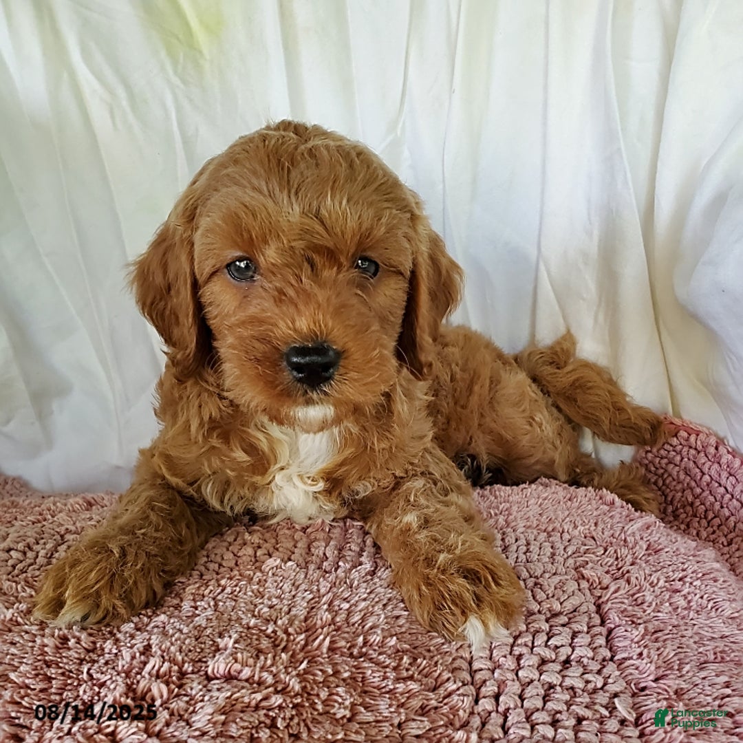 Mini Goldendoodle dogs for sale: Ginger - Image 4