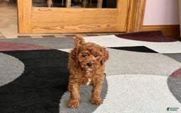 Cavapoo dogs for sale: Justin - Image 12