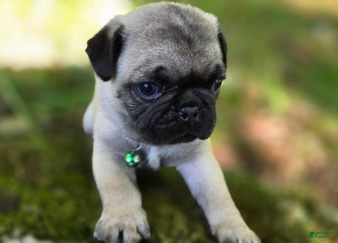 Pug dogs for sale: Derek - Image 4
