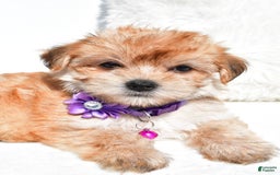 Morkie dogs for sale: Jane Teacup - Image 3