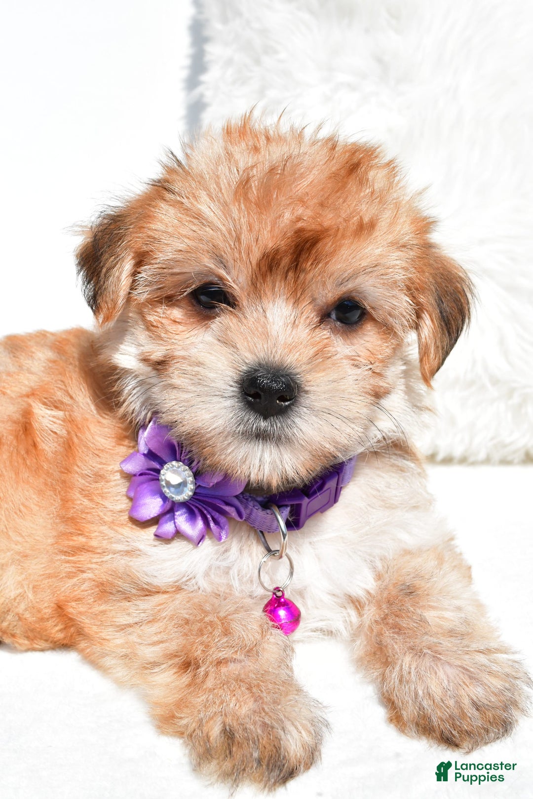 Morkie dogs for sale: Jane Teacup - Image 3
