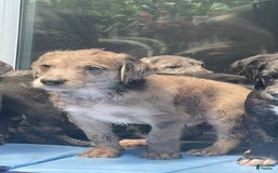 Great Dane dogs for sale: Rusty - Image 10