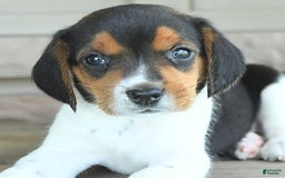 Beagle dogs for sale: Trigger - Image 3