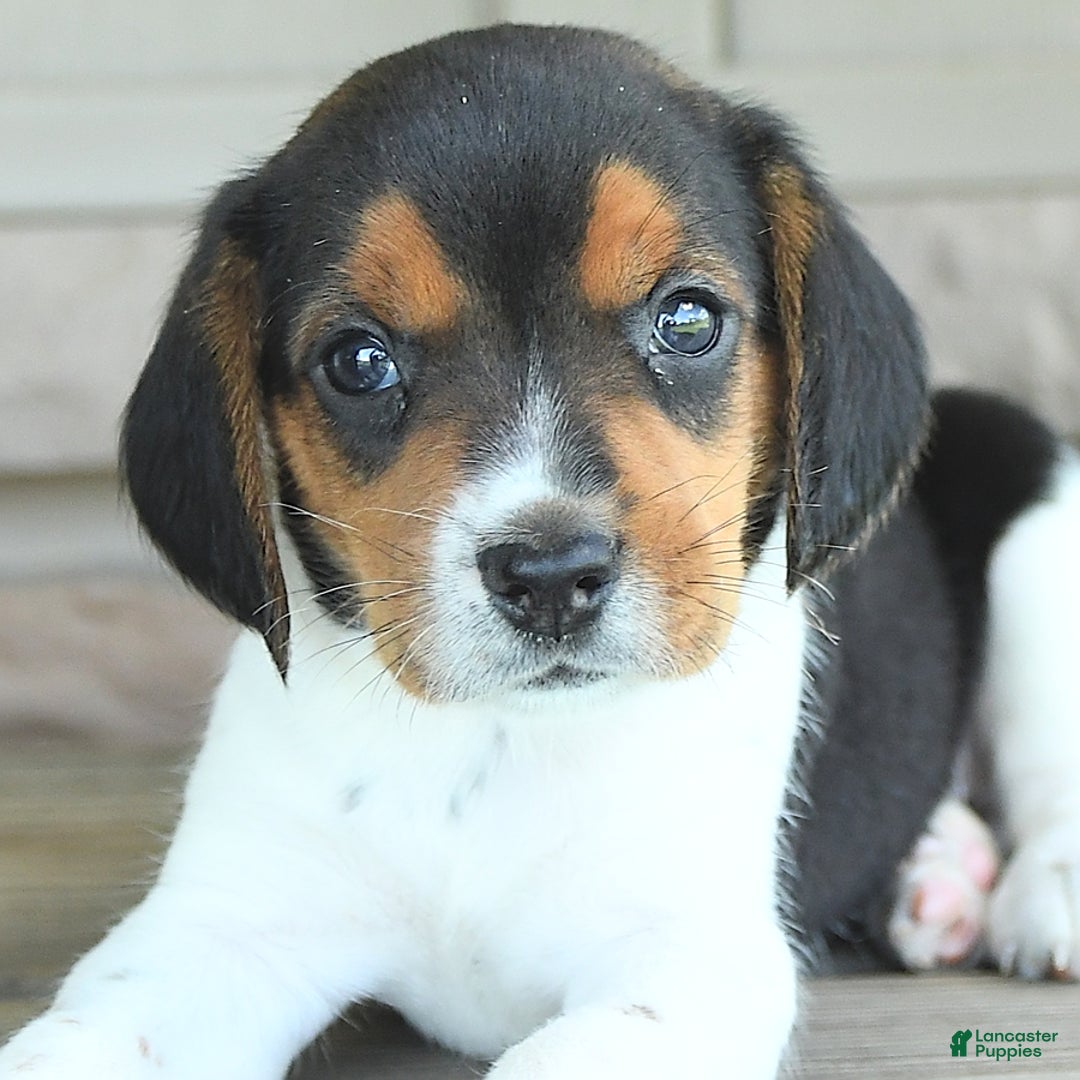 Beagle dogs for sale: Trigger - Image 3