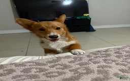 Welsh Corgi Pembroke dogs for sale: Punch - Image 5