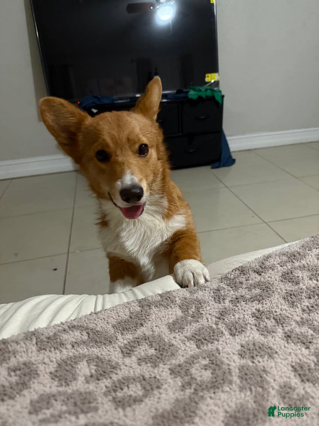 Welsh Corgi Pembroke dogs for sale: Punch - Image 5