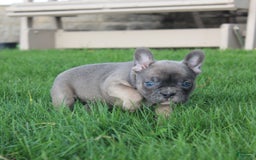 French Bulldog dogs for sale: French Bulldog 3 puppies - Image 17