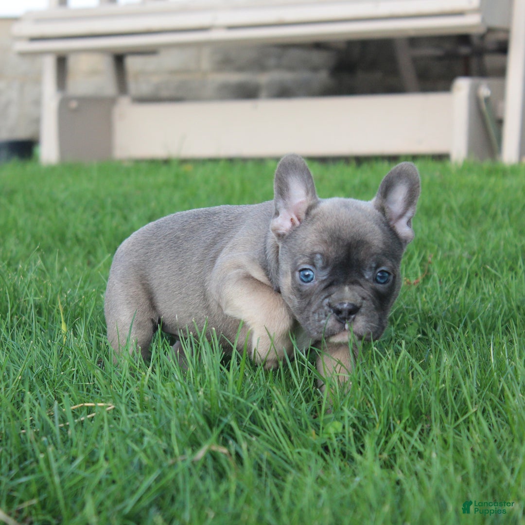 French Bulldog dogs for sale: French Bulldog 3 puppies - Image 17