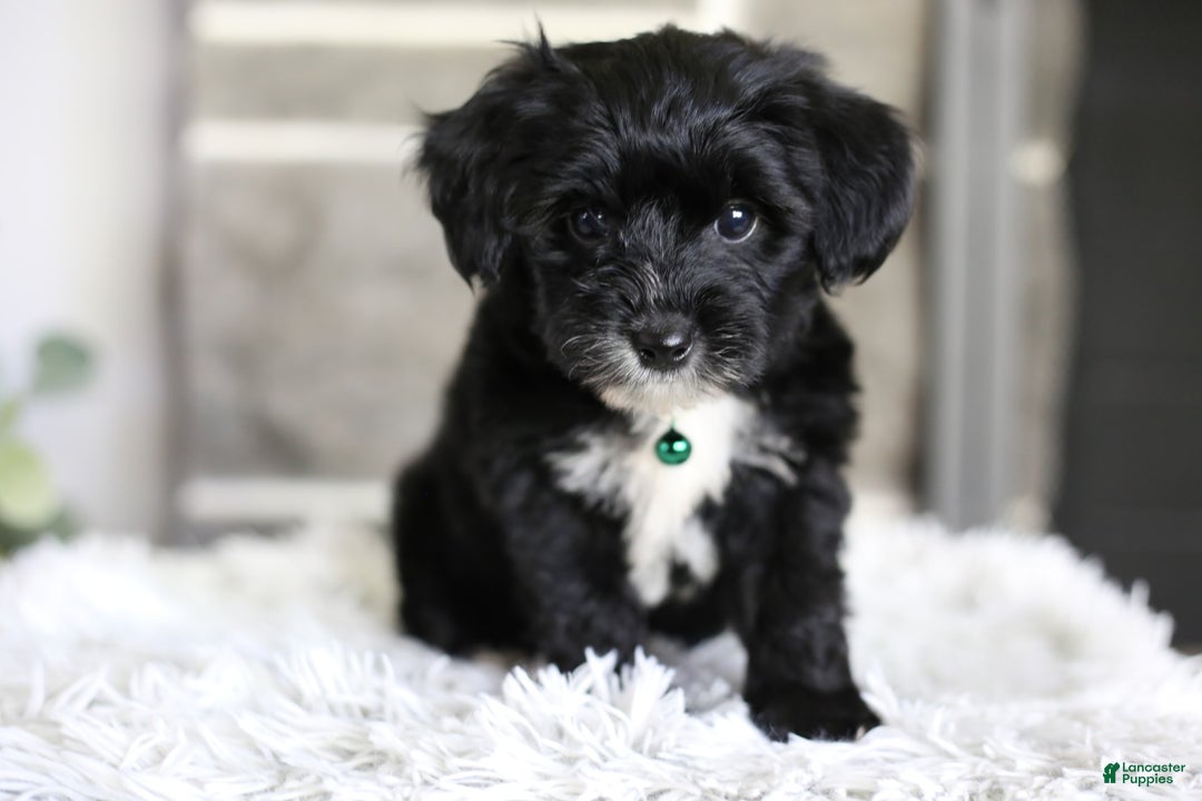 Yorkiepoo dogs for sale: Arrow - Image 12