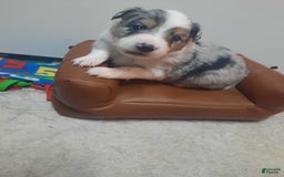 Miniature Australian Shepherd dogs for sale: Puff - Image 5