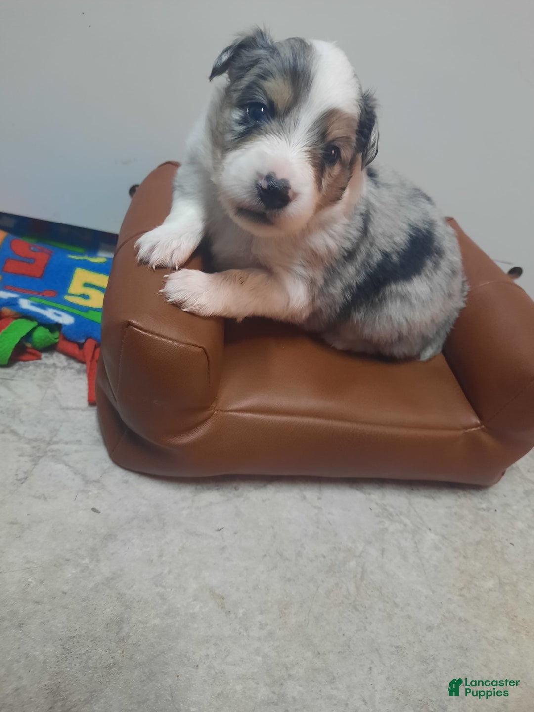 Miniature Australian Shepherd dogs for sale: Puff - Image 5