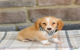 Miniature Dachshund dogs for sale: Wade - Image 1