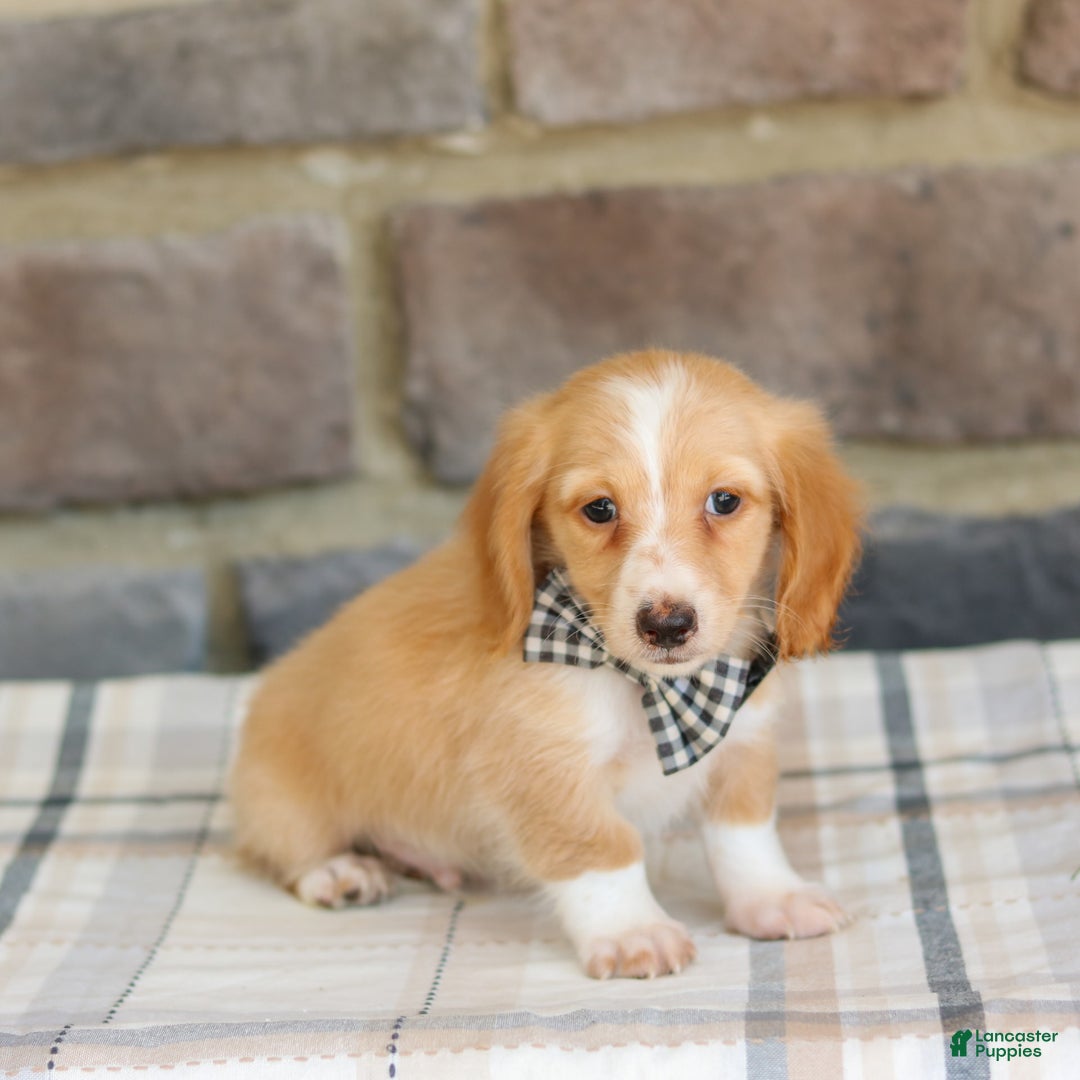 Miniature Dachshund dogs for sale: Wade - Image 1