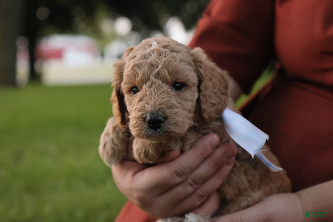 Mini Goldendoodle dogs for sale: Leo - Image 7