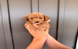  dogs for sale: Mini Goldendoodle 6 puppies - Image 8