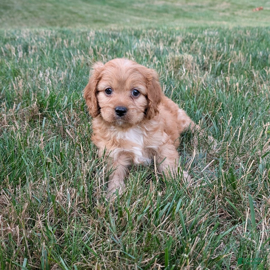 Cavapoo dogs for sale: Rusty - Image 9