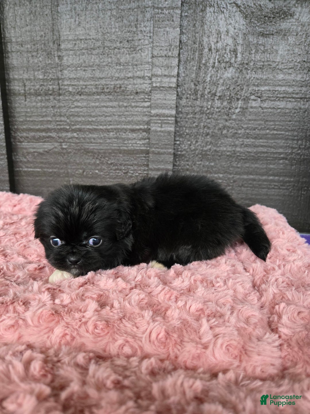 Pekingese dogs for sale: Carrie - Image 6