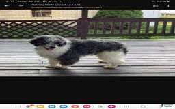 Mini Bernedoodle dogs for sale: Mia - Image 31